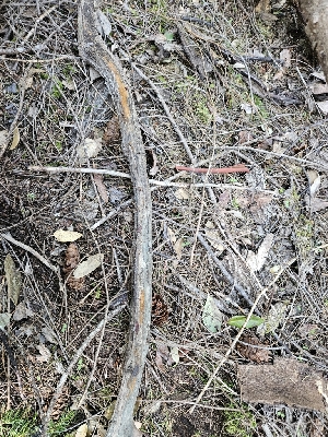  ( - HAY-F-000752)  @11 [ ] by (2023) Mandy Hackney Fungal Diversity Survey
