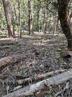  ( - HAY-F-000752)  @11 [ ] by (2023) Mandy Hackney Fungal Diversity Survey