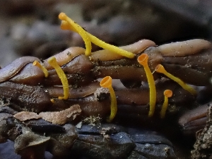  ( - HAY-F-000750)  @11 [ ] by (2023) Mandy Hackney Fungal Diversity Survey