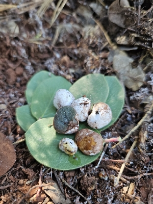  (Hysterangium sp. CA03 - HAY-F-000747)  @11 [ ] by (2023) Mandy Hackney Fungal Diversity Survey