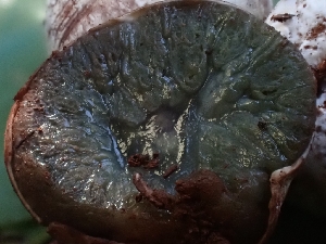  ( - HAY-F-000747)  @11 [ ] by (2023) Mandy Hackney Fungal Diversity Survey