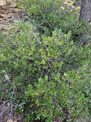  ( - HAY-F-000747)  @11 [ ] by (2023) Mandy Hackney Fungal Diversity Survey