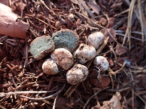  ( - HAY-F-003596)  @11 [ ] by-nc (2023) Sadie Hickey Fungal Diversity Survey