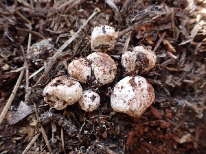  ( - HAY-F-003596)  @11 [ ] by-nc (2023) Sadie Hickey Fungal Diversity Survey