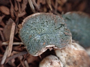  ( - HAY-F-003596)  @11 [ ] by-nc (2023) Sadie Hickey Fungal Diversity Survey