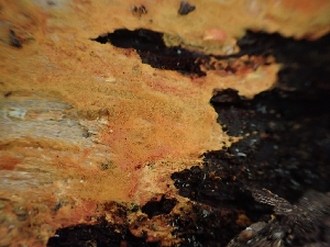 (Phanerochaete sp. CA01 - HAY-F-003600)  @11 [ ] by-nc (2023) Sadie Hickey Fungal Diversity Survey