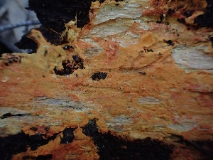  ( - HAY-F-003600)  @11 [ ] by-nc (2023) Sadie Hickey Fungal Diversity Survey