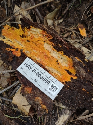  ( - HAY-F-003600)  @11 [ ] by-nc (2023) Sadie Hickey Fungal Diversity Survey