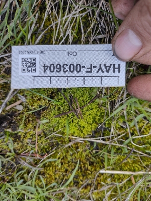  (Lachnum sp. CA06 - HAY-F-003604)  @11 [ ] by-nc (2023) Sadie Hickey Fungal Diversity Survey