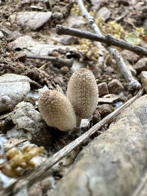  ( - HAY-F-002664)  @11 [ ] c (2023) Rudy Diaz Fungal Diversity Survey