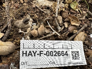  ( - HAY-F-002664)  @11 [ ] c (2023) Rudy Diaz Fungal Diversity Survey