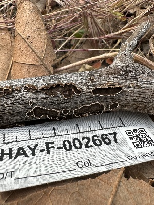  ( - HAY-F-002667)  @11 [ ] c (2023) Rudy Diaz Fungal Diversity Survey
