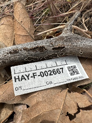  ( - HAY-F-002667)  @11 [ ] c (2023) Rudy Diaz Fungal Diversity Survey