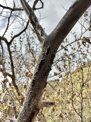  ( - HAY-F-002667)  @11 [ ] c (2023) Rudy Diaz Fungal Diversity Survey