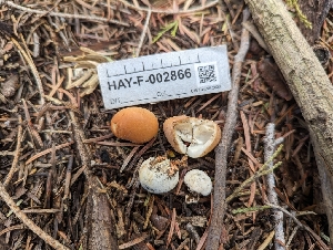  ( - HAY-F-002866)  @11 [ ] by-nc (2023) Stu Pickell Fungal Diversity Survey