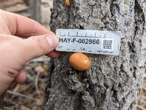  ( - HAY-F-002866)  @11 [ ] by-nc (2023) Stu Pickell Fungal Diversity Survey