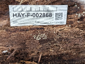  ( - HAY-F-002868)  @11 [ ] by-nc (2023) Stu Pickell Fungal Diversity Survey