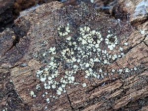  ( - HAY-F-002868)  @11 [ ] by-nc (2023) Stu Pickell Fungal Diversity Survey