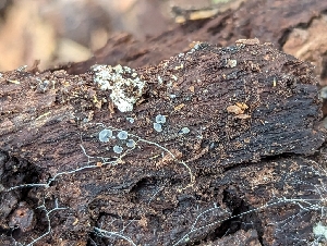 ( - HAY-F-002868)  @11 [ ] by-nc (2023) Stu Pickell Fungal Diversity Survey