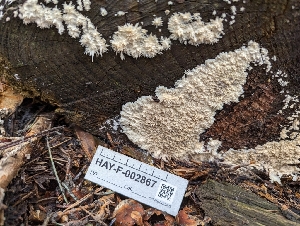  ( - HAY-F-002867)  @11 [ ] by-nc (2023) Stu Pickell Fungal Diversity Survey