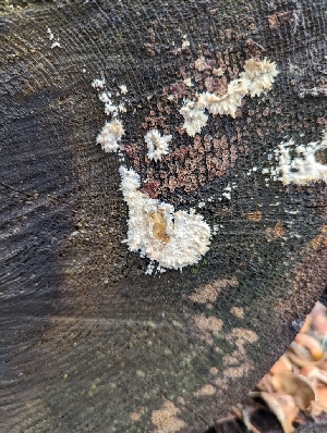  ( - HAY-F-002867)  @11 [ ] by-nc (2023) Stu Pickell Fungal Diversity Survey