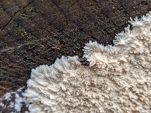  ( - HAY-F-002867)  @11 [ ] by-nc (2023) Stu Pickell Fungal Diversity Survey