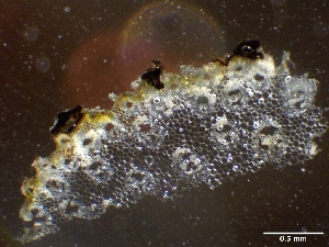  ( - HAY-F-002637)  @11 [ ] c (2023) Rudy Diaz Fungal Diversity Survey