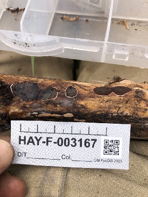  ( - HAY-F-003167)  @11 [ ] by-nc (2023) Dean Lyons Fungal Diversity Survey