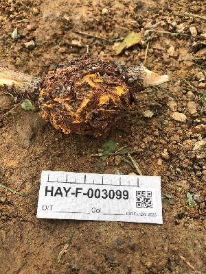  ( - HAY-F-003099)  @11 [ ] by-nc (2023) Dean Lyons Fungal Diversity Survey