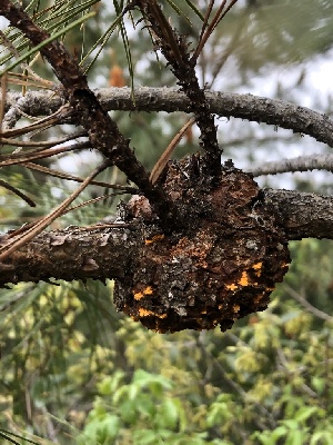  (Cronartiaceae - HAY-F-003099)  @11 [ ] by-nc (2023) Dean Lyons Fungal Diversity Survey