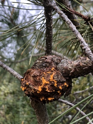  ( - HAY-F-003099)  @11 [ ] by-nc (2023) Dean Lyons Fungal Diversity Survey
