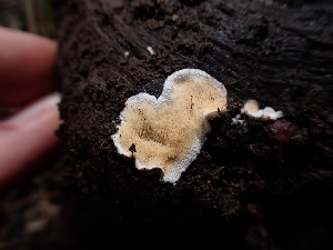  ( - HAY-F-003606)  @11 [ ] by-nc (2023) Sadie Hickey Fungal Diversity Survey