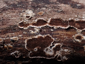  ( - HAY-F-003607)  @11 [ ] by-nc (2023) Sadie Hickey Fungal Diversity Survey