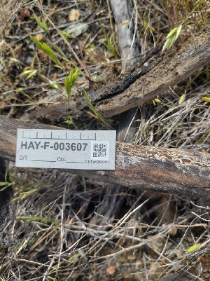  ( - HAY-F-003607)  @11 [ ] by-nc (2023) Sadie Hickey Fungal Diversity Survey