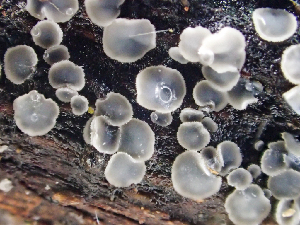  (Mollisia sp. cinerea-CA01 - HAY-F-003084)  @11 [ ] by-nc (2023) Dean Lyons Fungal Diversity Survey