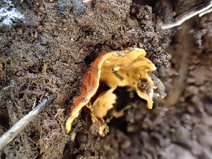  ( - HAY-F-003086)  @11 [ ] by-nc (2023) Dean Lyons Fungal Diversity Survey