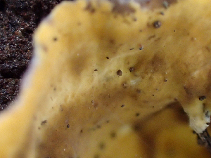  ( - HAY-F-003086)  @11 [ ] by-nc (2023) Dean Lyons Fungal Diversity Survey