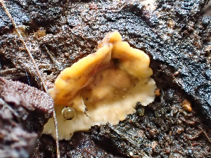  ( - HAY-F-003086)  @11 [ ] by-nc (2023) Dean Lyons Fungal Diversity Survey