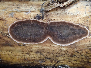  ( - HAY-F-003167)  @11 [ ] by-nc (2023) Dean Lyons Fungal Diversity Survey