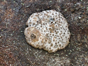  (Hypoxylon sp. CA01 - HAY-F-003098)  @11 [ ] by-nc (2023) Dean Lyons Fungal Diversity Survey