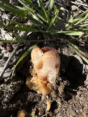  (Peziza sp. CA02 - HAY-F-002669)  @11 [ ] c (2023) Rudy Diaz Fungal Diversity Survey
