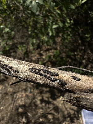  (Diatrypella oregonensis - HAY-F-002677)  @11 [ ] c (2023) Rudy Diaz Fungal Diversity Survey