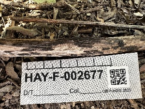  ( - HAY-F-002677)  @11 [ ] c (2023) Rudy Diaz Fungal Diversity Survey