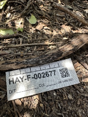  ( - HAY-F-002677)  @11 [ ] c (2023) Rudy Diaz Fungal Diversity Survey