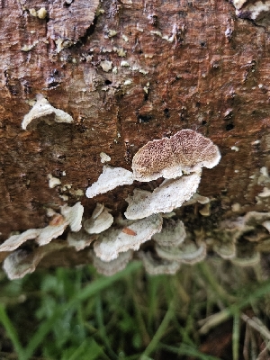 (Trichaptum sp. abietinum-PNW01 - HAY-F-003340)  @11 [ ] by (2023) Mandy Hackney Fungal Diversity Survey