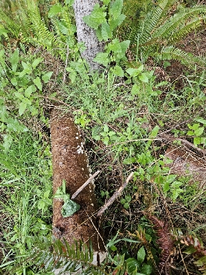  ( - HAY-F-003340)  @11 [ ] by (2023) Mandy Hackney Fungal Diversity Survey