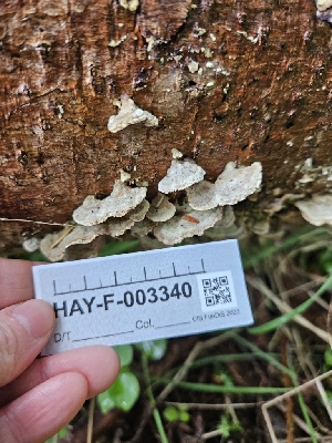  ( - HAY-F-003340)  @11 [ ] by (2023) Mandy Hackney Fungal Diversity Survey