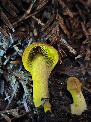  ( - HAY-F-003343)  @11 [ ] by (2023) Mandy Hackney Fungal Diversity Survey