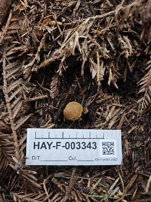  ( - HAY-F-003343)  @11 [ ] by (2023) Mandy Hackney Fungal Diversity Survey