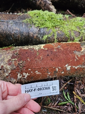  ( - HAY-F-003368)  @11 [ ] by (2023) Mandy Hackney Fungal Diversity Survey